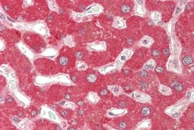 Immunohistochemistry (Formalin/PFA-fixed paraffin-embedded sections) - Anti-CYP2D6 antibody - C-terminal (AB230472)