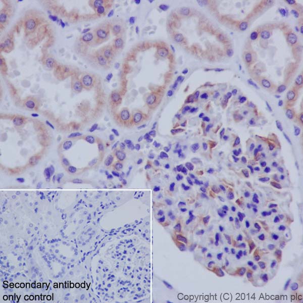 Immunohistochemistry (Formalin/PFA-fixed paraffin-embedded sections) - Anti-CYP2D6 antibody [EPR17868] (AB185625)