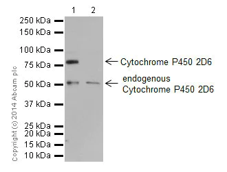 Western blot - Anti-CYP2D6 antibody [EPR17868] (AB185625)