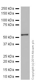 Western blot - Anti-CYP2D6 antibody [EPR17868] (AB185625)