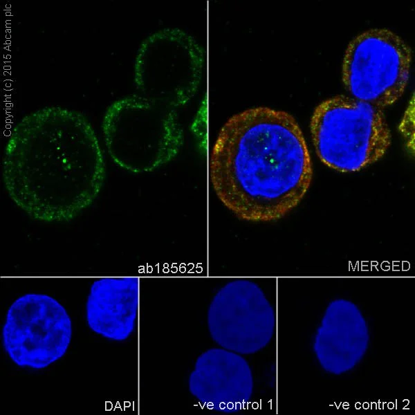 Immunocytochemistry/ Immunofluorescence - Anti-CYP2D6 antibody [EPR17868] - BSA and Azide free (AB250842)