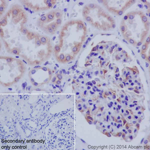 Immunohistochemistry (Formalin/PFA-fixed paraffin-embedded sections) - Anti-CYP2D6 antibody [EPR17868] - BSA and Azide free (AB250842)