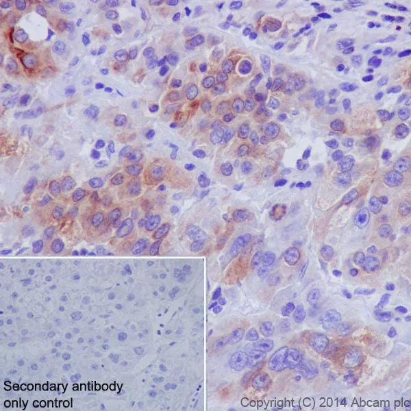 Immunohistochemistry (Formalin/PFA-fixed paraffin-embedded sections) - Anti-CYP2D6 antibody [EPR17868] - BSA and Azide free (AB250842)