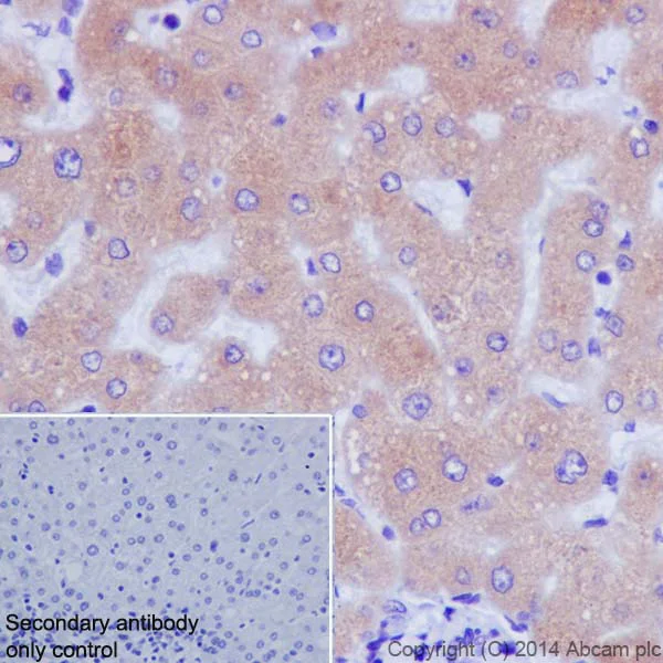 Immunohistochemistry (Formalin/PFA-fixed paraffin-embedded sections) - Anti-CYP2D6 antibody [EPR17868] - BSA and Azide free (AB250842)