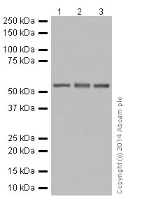 Western blot - Anti-CYP2D6 antibody [EPR17868] - BSA and Azide free (AB250842)