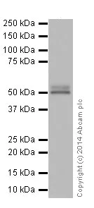 Western blot - Anti-CYP2D6 antibody [EPR17868] - BSA and Azide free (AB250842)