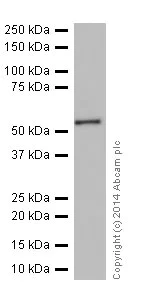 Western blot - Anti-CYP2D6 antibody [EPR17868] - BSA and Azide free (AB250842)