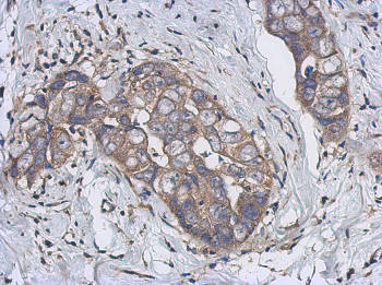 Immunohistochemistry (Formalin/PFA-fixed paraffin-embedded sections) - Anti-CYP2J2 antibody (AB151996)