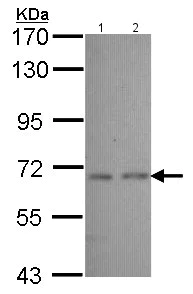 Western blot - Anti-CYP2J2 antibody (AB151996)