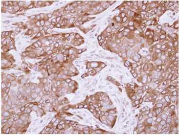 Immunohistochemistry (Formalin/PFA-fixed paraffin-embedded sections) - Anti-CYP2R1 antibody (AB137634)