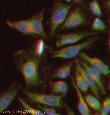 Immunocytochemistry/ Immunofluorescence - Anti-CYP2U1 antibody (AB65128)