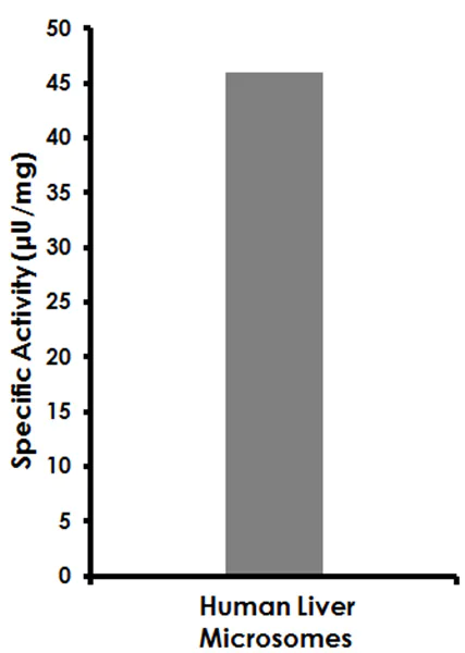 Functional Studies - CYP3A4 Activity Assay Kit (Fluorometric) (AB211076)