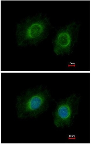 Immunocytochemistry/ Immunofluorescence - Anti-CYP3A43 antibody (AB155029), expandable thumbnail