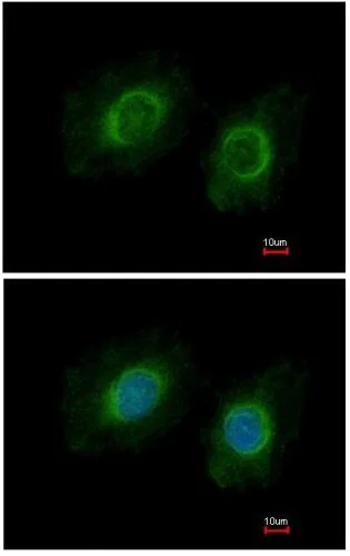 Immunocytochemistry/ Immunofluorescence - Anti-CYP3A43 antibody (AB155029)