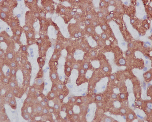 Immunohistochemistry (Formalin/PFA-fixed paraffin-embedded sections) - Anti-CYP3A5 antibody [EPR4396] - BSA and Azide free (AB246337)