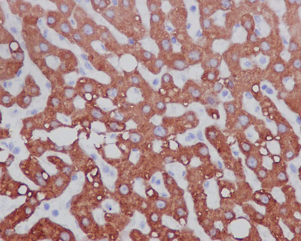 Immunohistochemistry (Formalin/PFA-fixed paraffin-embedded sections) - Anti-CYP3A5 antibody [EPR4396] - BSA and Azide free (AB246337)
