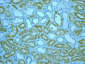 Immunohistochemistry (Formalin/PFA-fixed paraffin-embedded sections) - Anti-CYP3A5 antibody [EPR4396] - BSA and Azide free (AB246337)