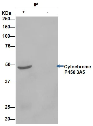 Immunoprecipitation - Anti-CYP3A5 antibody [EPR4396] - BSA and Azide free (AB246337)
