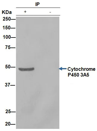 Immunoprecipitation - Anti-CYP3A5 antibody [EPR4396] - BSA and Azide free (AB246337)