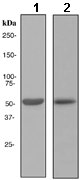 Western blot - Anti-CYP3A5 antibody [EPR4396] - BSA and Azide free (ab246337), expandable thumbnail