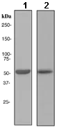 Western blot - Anti-CYP3A5 antibody [EPR4396] - BSA and Azide free (AB246337)