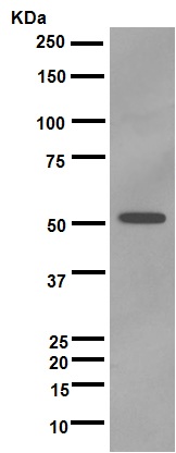 Western blot - Anti-CYP3A5 antibody [EPR4396] - BSA and Azide free (AB246337), expandable thumbnail