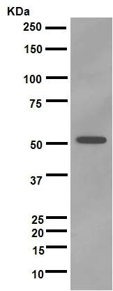 Western blot - Anti-CYP3A5 antibody [EPR4396] - BSA and Azide free (AB246337)