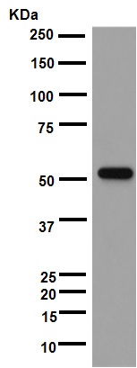 Western blot - Anti-CYP3A5 antibody [EPR4396] - BSA and Azide free (AB246337), expandable thumbnail