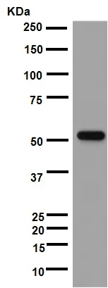 Western blot - Anti-CYP3A5 antibody [EPR4396] - BSA and Azide free (AB246337)
