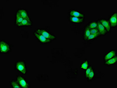 Immunocytochemistry/ Immunofluorescence - Anti-CYP3A7 antibody (AB239020), expandable thumbnail