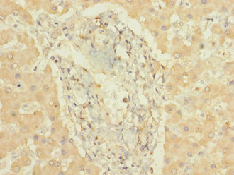 Immunohistochemistry (Formalin/PFA-fixed paraffin-embedded sections) - Anti-CYP3A7 antibody (AB239020), expandable thumbnail