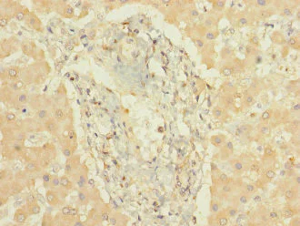 Immunohistochemistry (Formalin/PFA-fixed paraffin-embedded sections) - Anti-CYP3A7 antibody (AB239020)