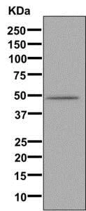 Western blot - Anti-CYP3A7 antibody [EPR10650(2)(B)] - BSA and Azide free (AB249511)