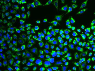 Immunocytochemistry/ Immunofluorescence - Anti-CYP51A1/CYP51 antibody (AB210792)