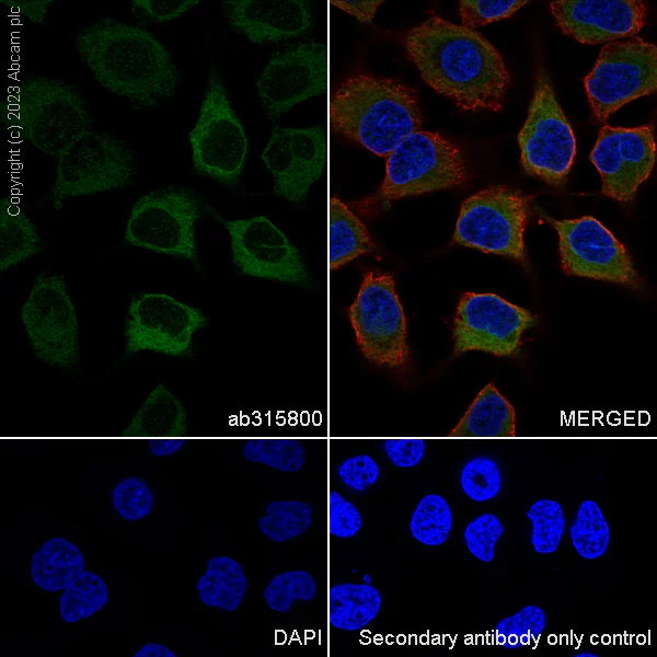 Immunocytochemistry/ Immunofluorescence - Anti-CYP51A1/CYP51 antibody [EPR27379-150] (AB315800)