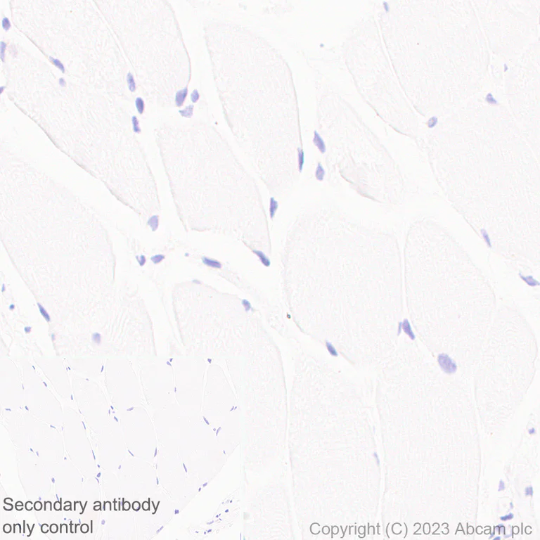 Immunohistochemistry (Formalin/PFA-fixed paraffin-embedded sections) - Anti-CYP51A1/CYP51 antibody [EPR27379-150] (AB315800)
