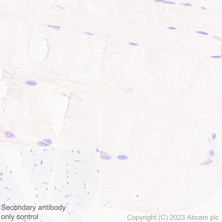 Immunohistochemistry (Formalin/PFA-fixed paraffin-embedded sections) - Anti-CYP51A1/CYP51 antibody [EPR27379-150] (AB315800)
