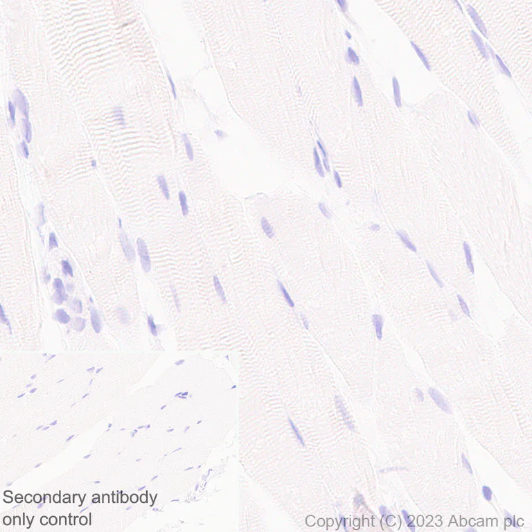Immunohistochemistry (Formalin/PFA-fixed paraffin-embedded sections) - Anti-CYP51A1/CYP51 antibody [EPR27379-150] (AB315800)