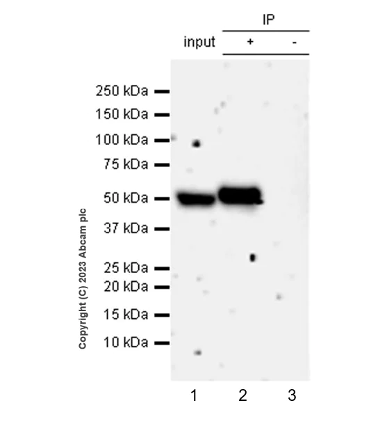 Immunoprecipitation - Anti-CYP51A1/CYP51 antibody [EPR27379-150] (AB315800)