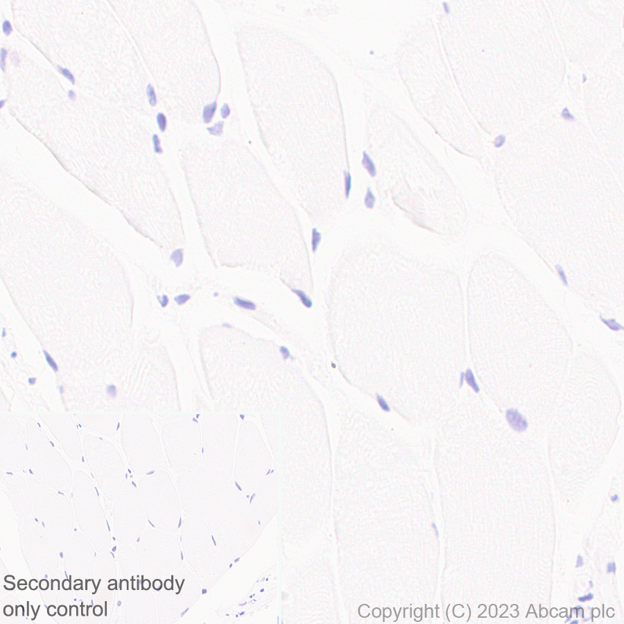 Immunohistochemistry (Formalin/PFA-fixed paraffin-embedded sections) - Anti-CYP51A1/CYP51 antibody [EPR27379-150] - BSA and Azide free (AB315801)