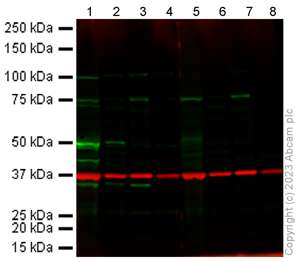 Western blot - Anti-CYP7A1 antibody (AB65596)