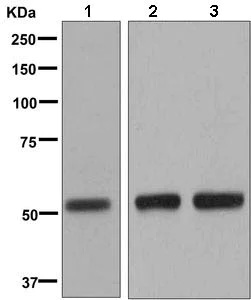 Western blot - Anti-CYP7B1 antibody [EPR8395] - BSA and Azide free (AB248849)