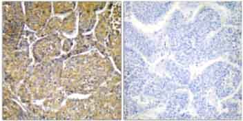 Immunohistochemistry (Formalin/PFA-fixed paraffin-embedded sections) - Anti-CYP8B1 antibody (AB129845), expandable thumbnail