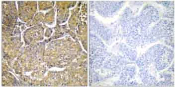 Immunohistochemistry (Formalin/PFA-fixed paraffin-embedded sections) - Anti-CYP8B1 antibody (AB129845)
