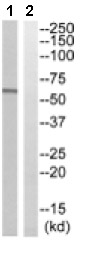 Western blot - Anti-CYP8B1 antibody (AB129845), expandable thumbnail