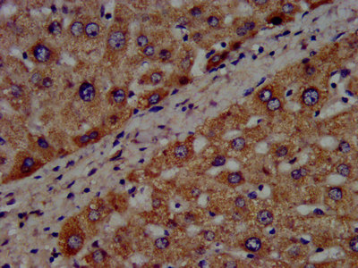 Immunohistochemistry (Formalin/PFA-fixed paraffin-embedded sections) - Anti-CYP8B1 antibody (AB236607), expandable thumbnail