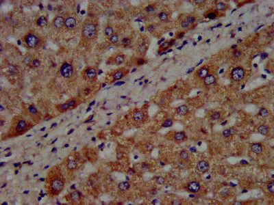 Immunohistochemistry (Formalin/PFA-fixed paraffin-embedded sections) - Anti-CYP8B1 antibody (AB236607)