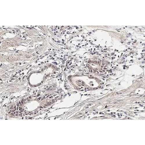 Immunohistochemistry (Formalin/PFA-fixed paraffin-embedded sections) - Anti-CYR61 antibody [HL2144] (AB317144)