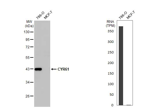 Western blot - Anti-CYR61 antibody [HL2144] (AB317144)