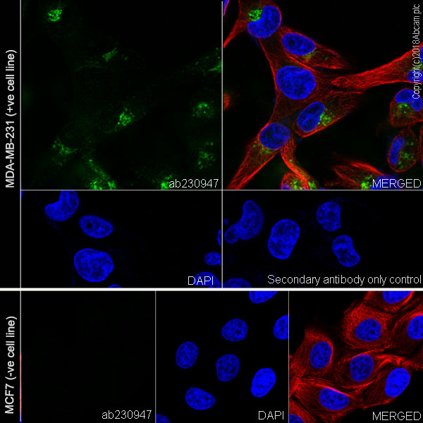 Immunocytochemistry/ Immunofluorescence - Anti-CYR61/CCN1 antibody [EPR20681] (AB230947)